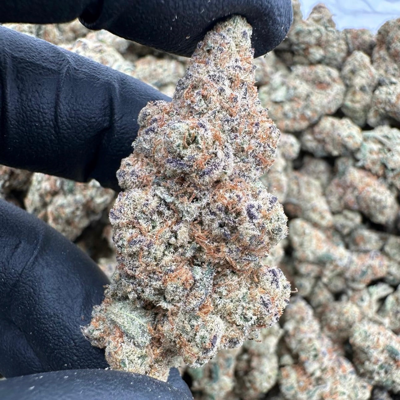 Glitter Bomb AAA Exotic THCA