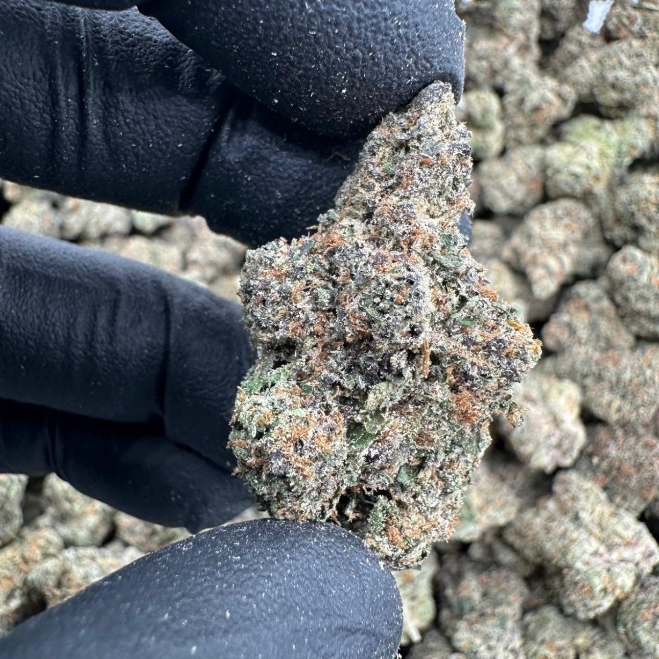 Blue Runtz AAA Exotic THCA